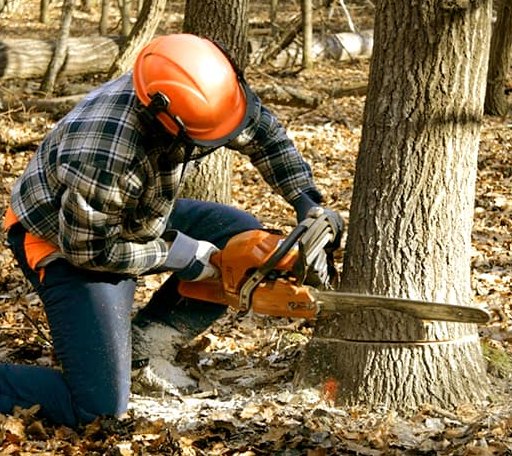 Tree Removal in High Bridge, WI